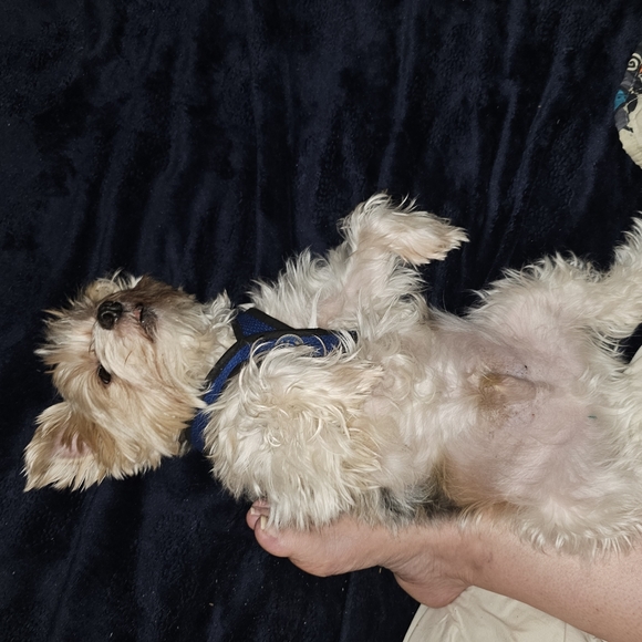 Meet your Posher, Lisa - Picture 2 of 2